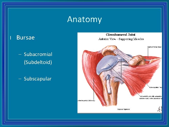 Anatomy l Bursae – Subacromial (Subdeltoid) – Subscapular 