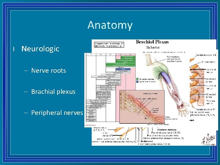 Anatomy l Neurologic – Nerve roots – Brachial plexus – Peripheral nerves 