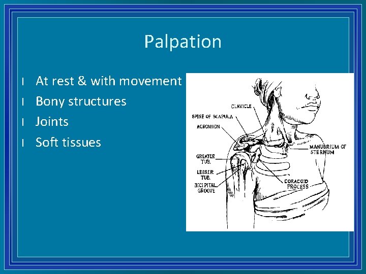 Palpation l l At rest & with movement Bony structures Joints Soft tissues 