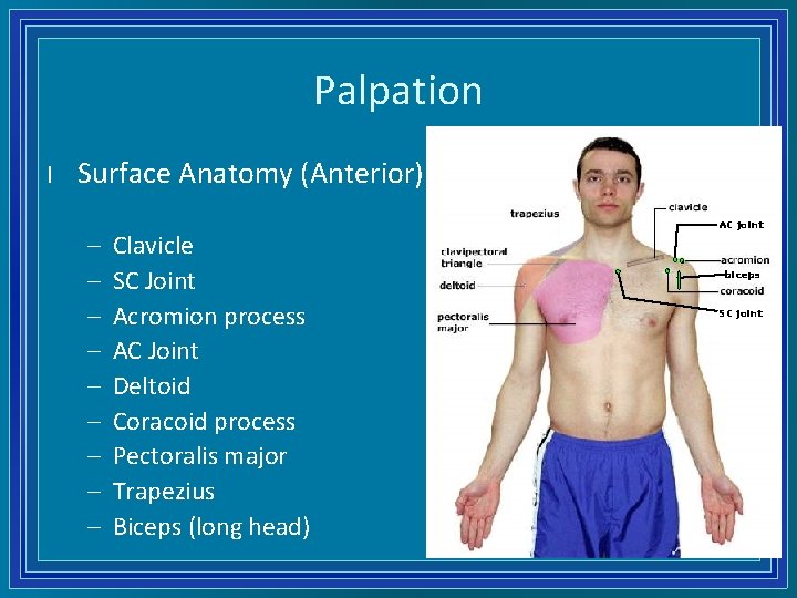 Palpation l Surface Anatomy (Anterior) – – – – – Clavicle SC Joint Acromion