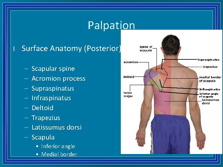 Palpation l Surface Anatomy (Posterior) Supraspinatus – – – – Scapular spine Acromion process