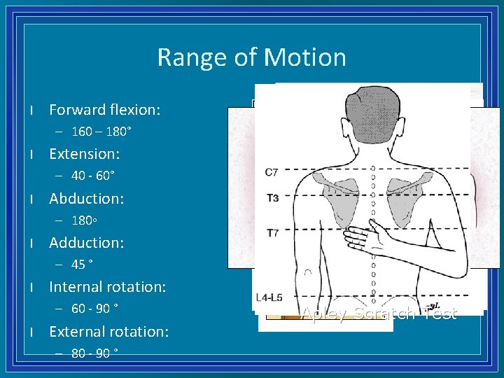 Range of Motion l Forward flexion: – 160 – 180° l Extension: – 40