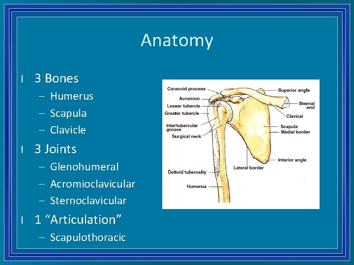 Anatomy l 3 Bones – Humerus – Scapula – Clavicle l 3 Joints –