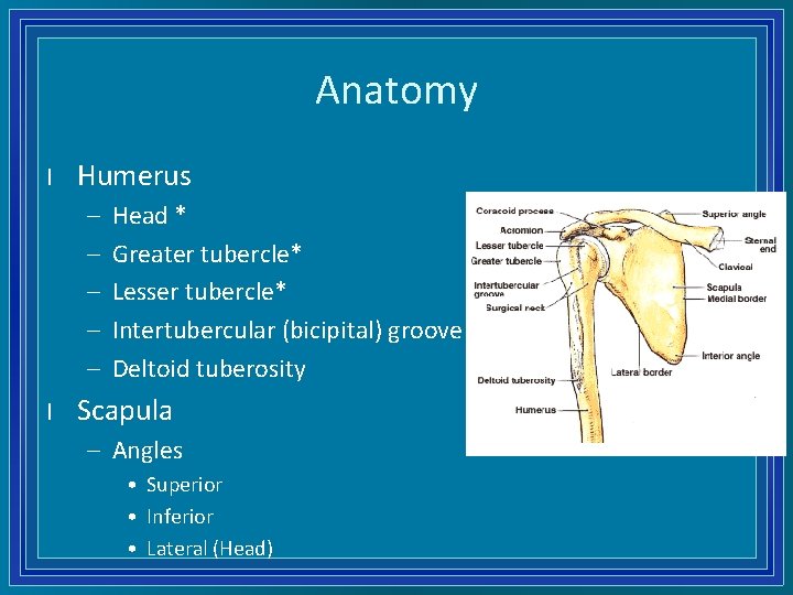 Anatomy l Humerus – – – l Head * Greater tubercle* Lesser tubercle* Intertubercular
