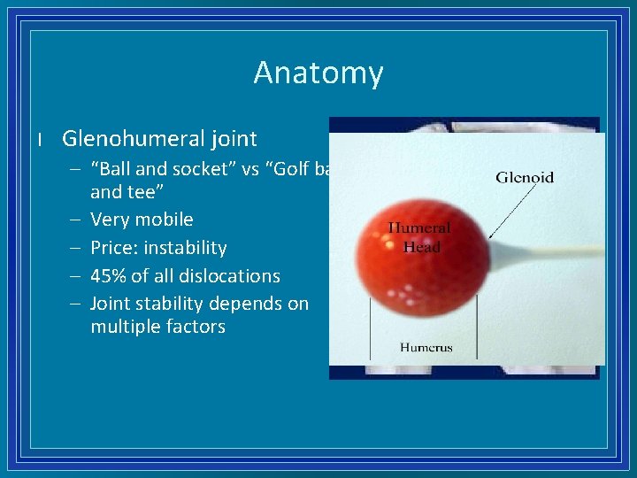 Anatomy l Glenohumeral joint – “Ball and socket” vs “Golf ball and tee” –