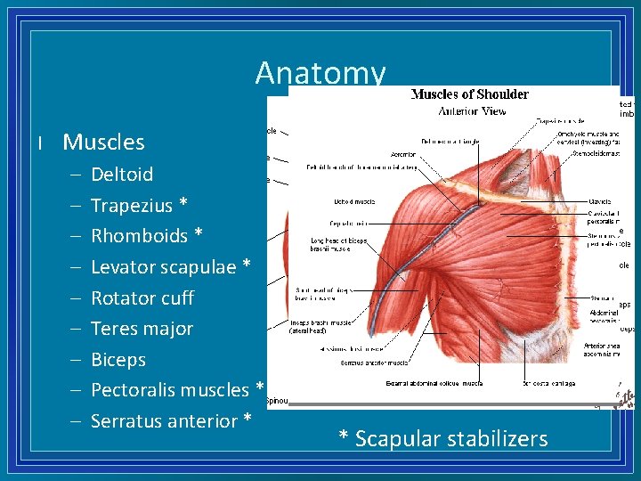 Anatomy l Muscles – – – – – Deltoid Trapezius * Rhomboids * Levator