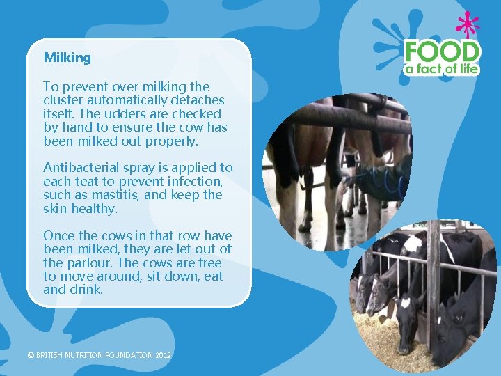 Milking To prevent over milking the cluster automatically detaches itself. The udders are checked