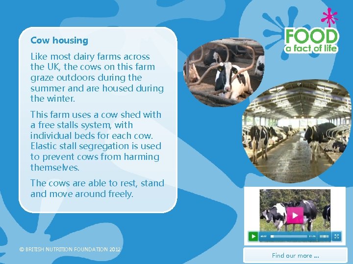 Cow housing Like most dairy farms across the UK, the cows on this farm