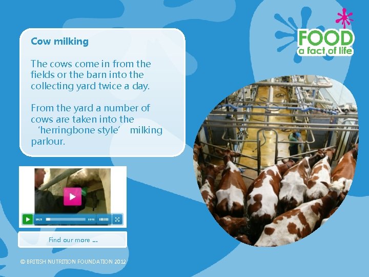 Cow milking The cows come in from the fields or the barn into the