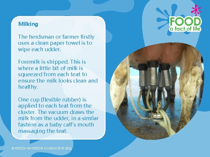 Milking The herdsman or farmer firstly uses a clean paper towel is to wipe