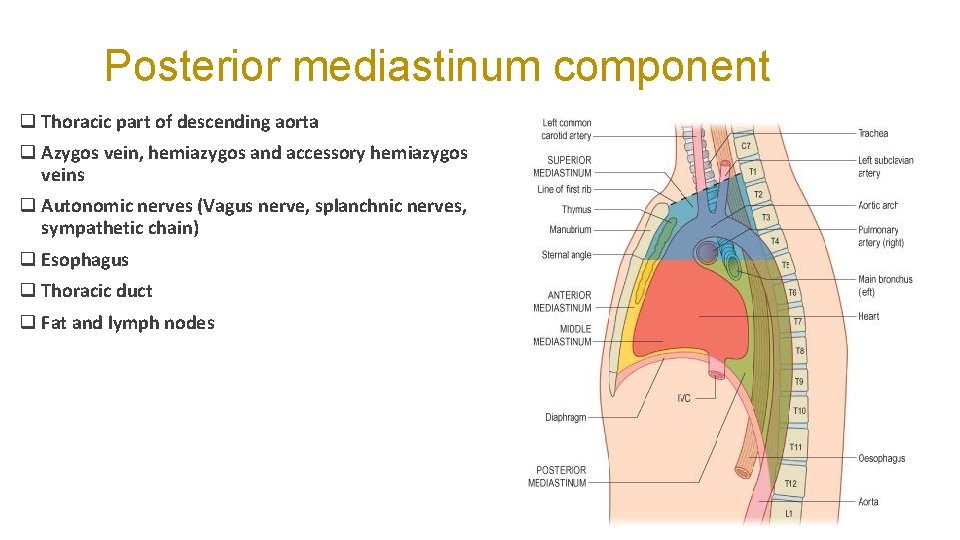 Posterior mediastinum component q Thoracic part of descending aorta q Azygos vein, hemiazygos and