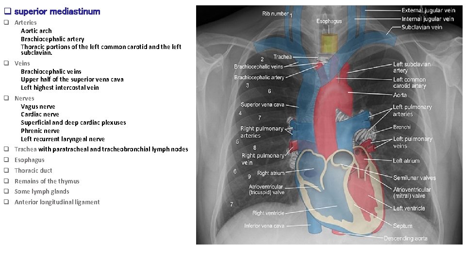 q superior mediastinum q Arteries Aortic arch Brachiocephalic artery Thoracic portions of the left