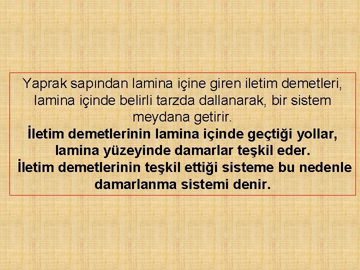 Yaprak sapından lamina içine giren iletim demetleri, lamina içinde belirli tarzda dallanarak, bir sistem