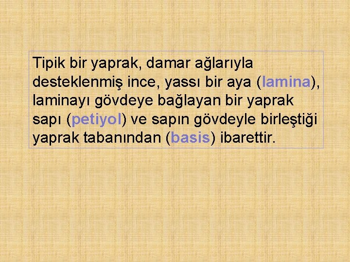 Tipik bir yaprak, damar ağlarıyla desteklenmiş ince, yassı bir aya (lamina), laminayı gövdeye bağlayan