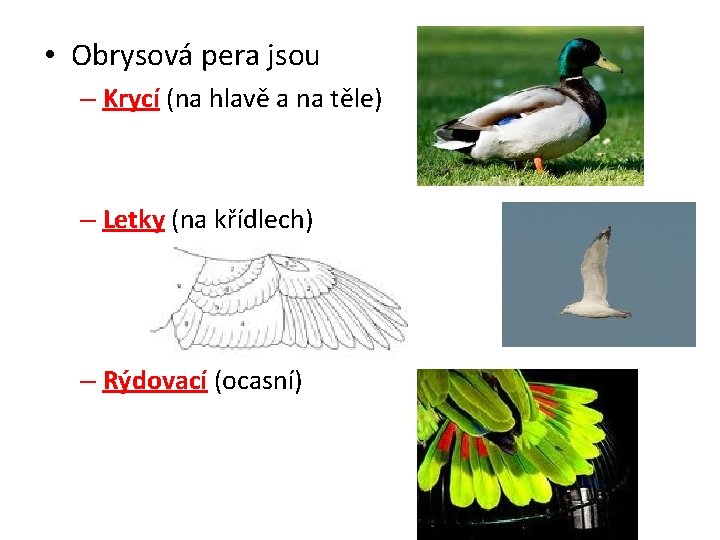  • Obrysová pera jsou – Krycí (na hlavě a na těle) – Letky