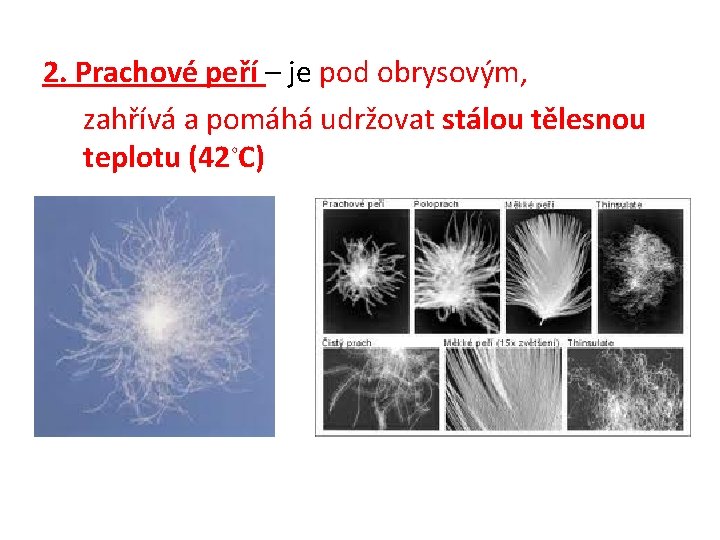 2. Prachové peří – je pod obrysovým, zahřívá a pomáhá udržovat stálou tělesnou teplotu