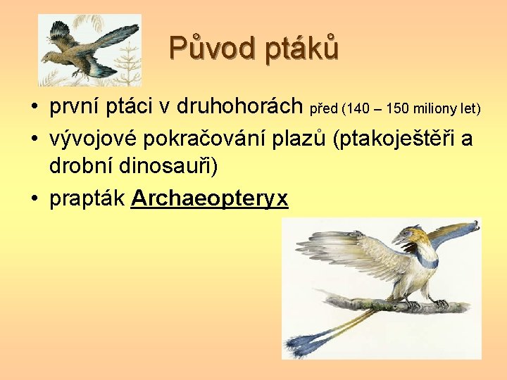 Původ ptáků • první ptáci v druhohorách před (140 – 150 miliony let) •