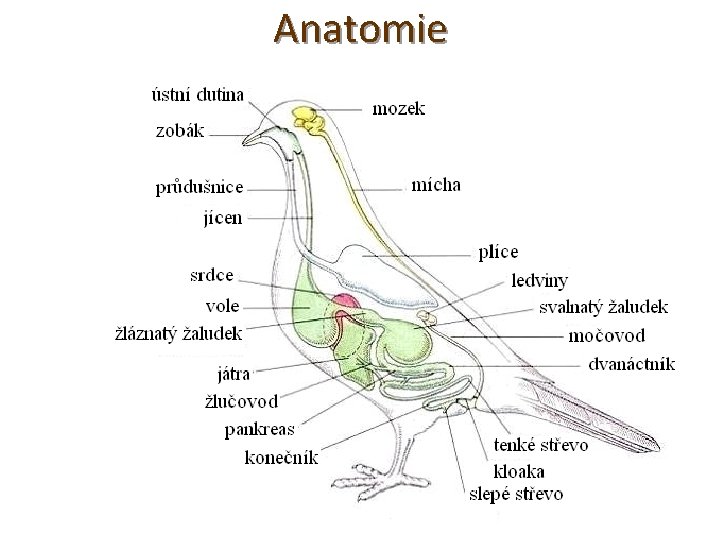 Anatomie 