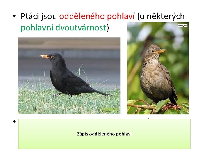  • Ptáci jsou odděleného pohlaví (u některých pohlavní dvoutvárnost) • samec samice Zápis