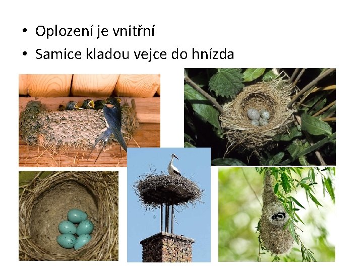  • Oplození je vnitřní • Samice kladou vejce do hnízda 