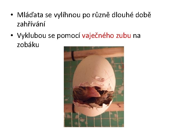  • Mláďata se vylíhnou po různě dlouhé době zahřívání • Vyklubou se pomocí