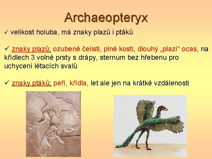 Archaeopteryx velikost holuba, má znaky plazů i ptáků znaky plazů: ozubené čelisti, plné kosti,