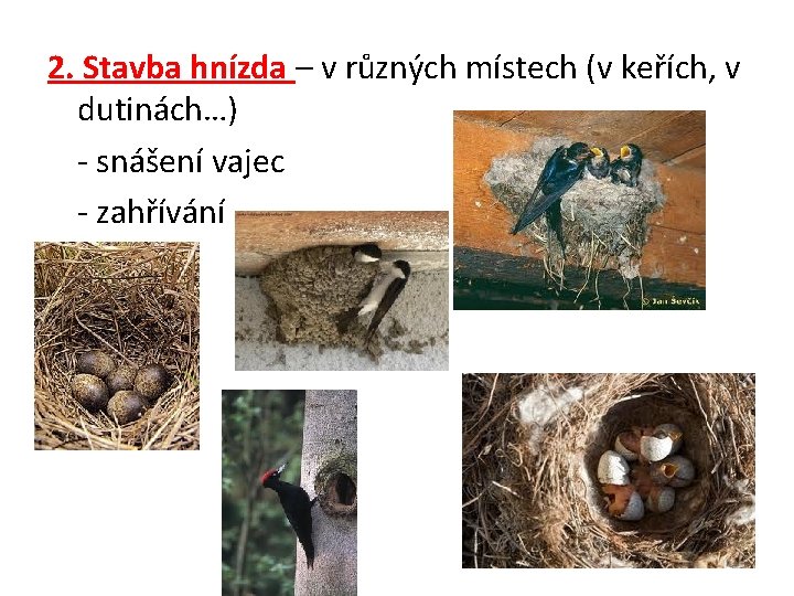 2. Stavba hnízda – v různých místech (v keřích, v dutinách…) - snášení vajec