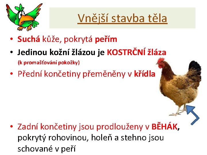 Vnější stavba těla • Suchá kůže, pokrytá peřím • Jedinou kožní žlázou je KOSTRČNÍ