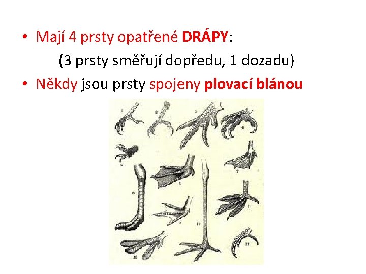  • Mají 4 prsty opatřené DRÁPY: (3 prsty směřují dopředu, 1 dozadu) •