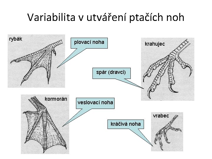 Variabilita v utváření ptačích noh rybák plovací noha krahujec spár (dravci) kormorán veslovací noha