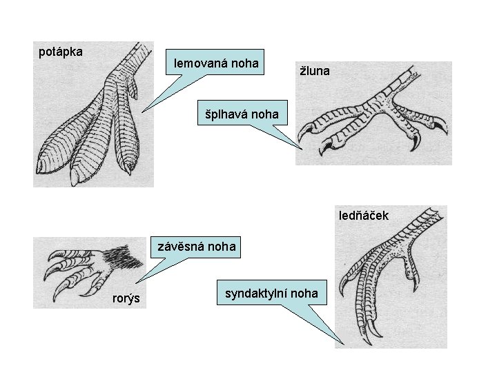 potápka lemovaná noha žluna šplhavá noha ledňáček závěsná noha rorýs syndaktylní noha 