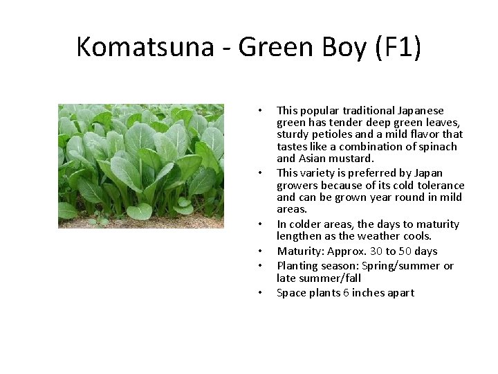 Komatsuna Green Boy (F 1) • • • This popular traditional Japanese green has