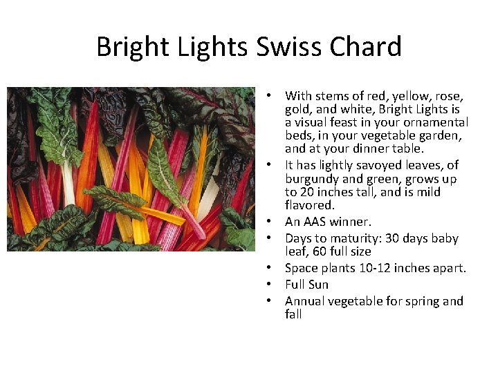 Bright Lights Swiss Chard • With stems of red, yellow, rose, gold, and white,