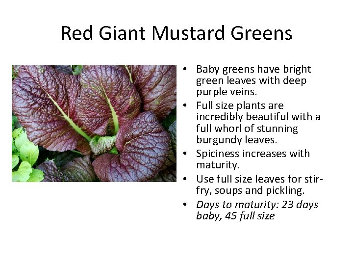 Red Giant Mustard Greens • Baby greens have bright green leaves with deep purple