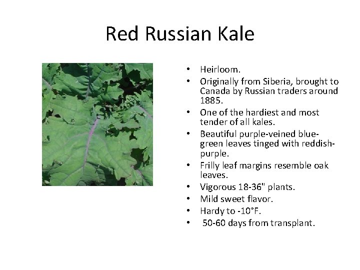 Red Russian Kale • Heirloom. • Originally from Siberia, brought to Canada by Russian