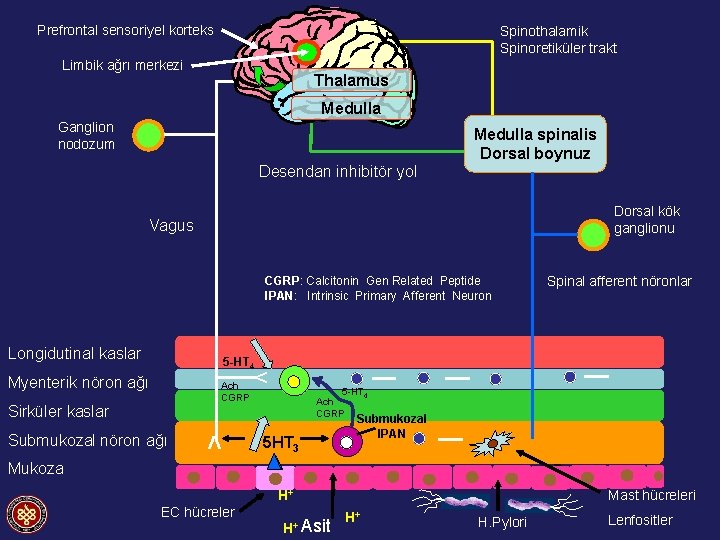 Prefrontal sensoriyel korteks Spinothalamik Spinoretiküler trakt Thalamus Limbik ağrı merkezi Thalamus Medulla Ganglion nodozum