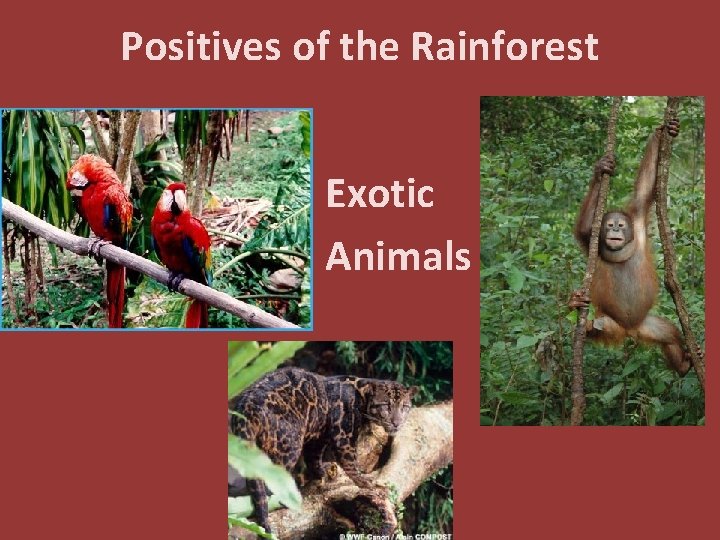 Positives of the Rainforest Exotic Animals 
