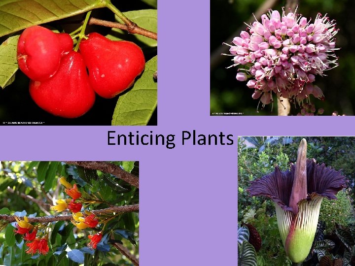 Enticing Plants 