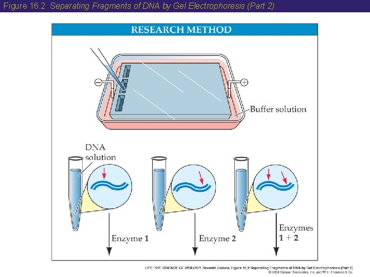 Figure 16. 2 Separating Fragments of DNA by Gel Electrophoresis (Part 2) 