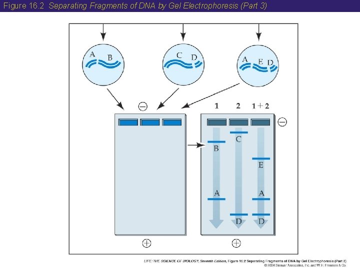 Figure 16. 2 Separating Fragments of DNA by Gel Electrophoresis (Part 3) 