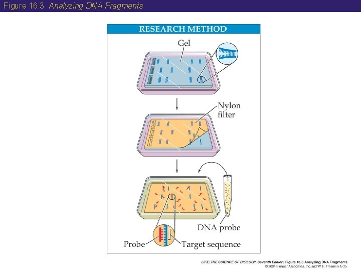 Figure 16. 3 Analyzing DNA Fragments  Figure 16. 3 Analyzing DNA Fragments