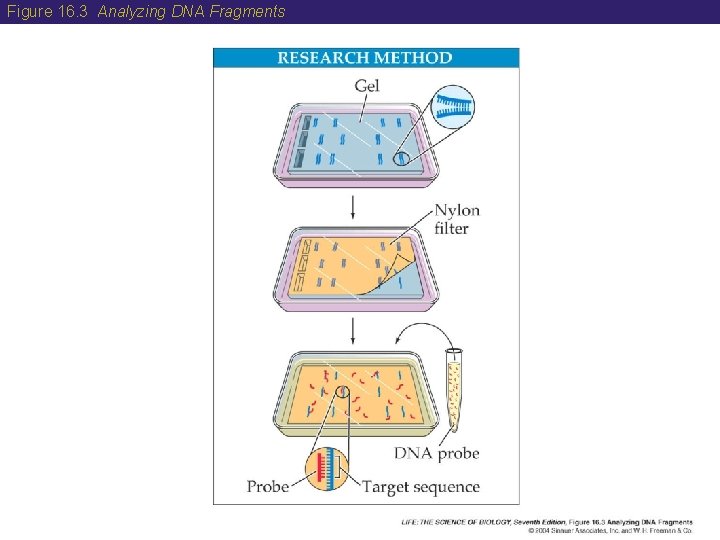 Figure 16. 3 Analyzing DNA Fragments 