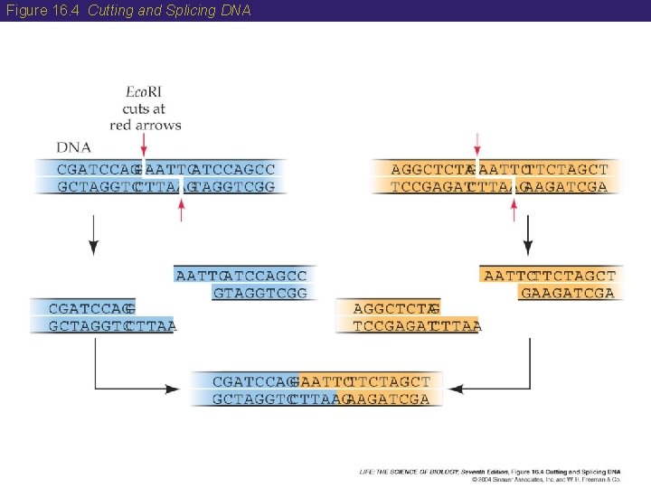 Figure 16. 4 Cutting and Splicing DNA  Figure 16. 4 Cutting and Splicing DNA