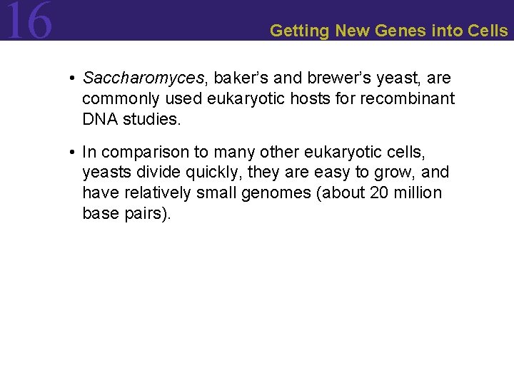 16 Getting New Genes into Cells • Saccharomyces, baker’s and brewer’s yeast, are commonly