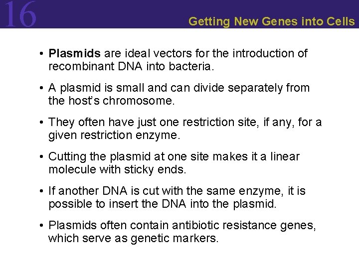 16 Getting New Genes into Cells • Plasmids are ideal vectors for the introduction