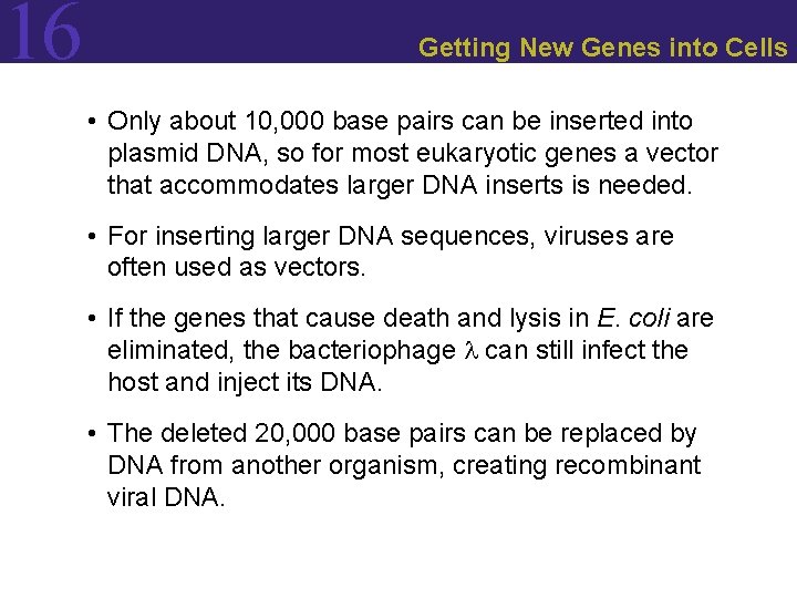 16 Getting New Genes into Cells • Only about 10, 000 base pairs can