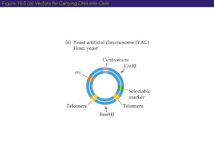 Figure 16. 5 (b) Vectors for Carrying DNA into Cells  Figure 16. 5 (b) Vectors for Carrying DNA into Cells