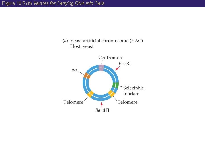 Figure 16. 5 (b) Vectors for Carrying DNA into Cells 