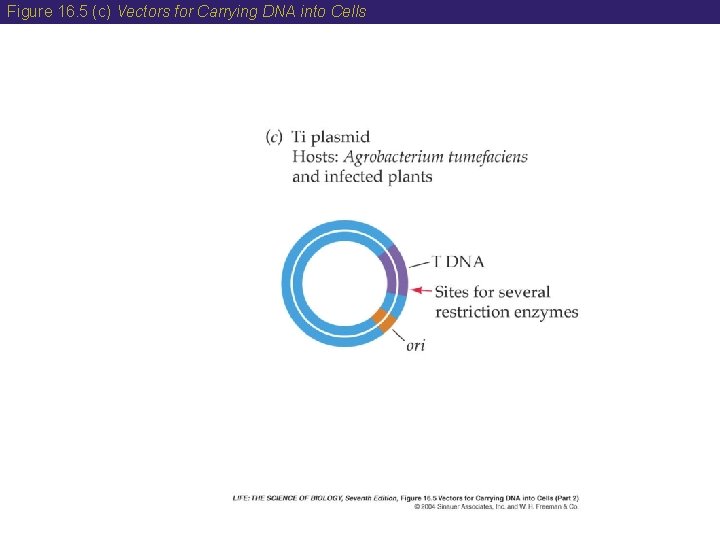 Figure 16. 5 (c) Vectors for Carrying DNA into Cells 