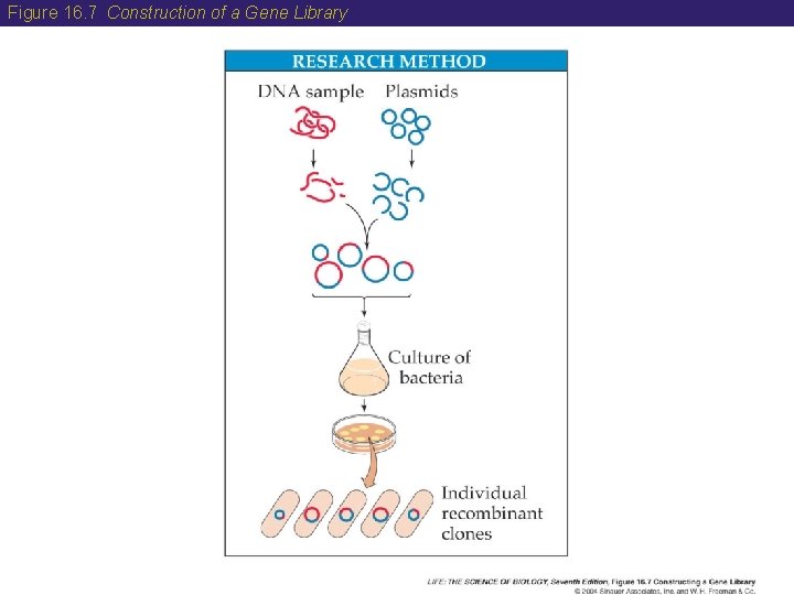 Figure 16. 7 Construction of a Gene Library  Figure 16. 7 Construction of a Gene Library